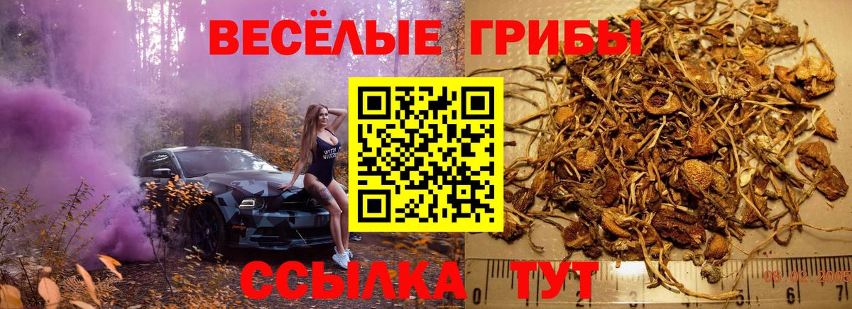 Псилоцибиновые грибы Psilocybe  Псилоцибиновые грибы мицелий  Тында  Вход с VPN 